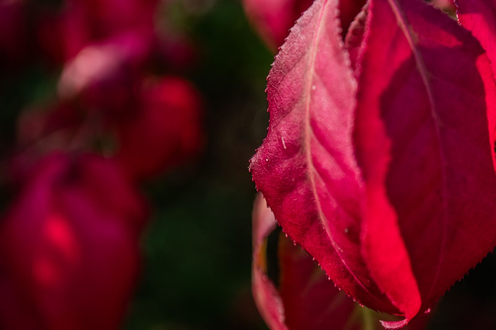 Picture 6: Close-up picture of a leaf of a tree